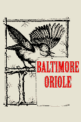 Baltimore Oriole